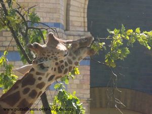 Giraffe, Pelikane, Sonnensittich, Sandkatze, Wisent, Hängebauchschwein, Panzernashorn