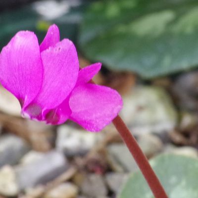 412 - Deux cyclamens en fleurs en ce moment - Cyclamen pseudoibericum et Cyclamen coum 