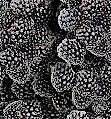 #Blackberry Producers Virginia Vineyards