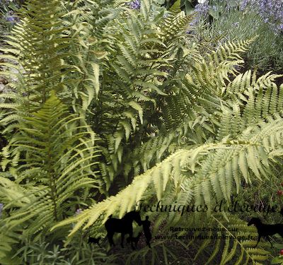Tanins et vermifuges naturels pour les ânes et les chevaux