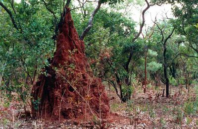 Faune de Casamance : Les Termites