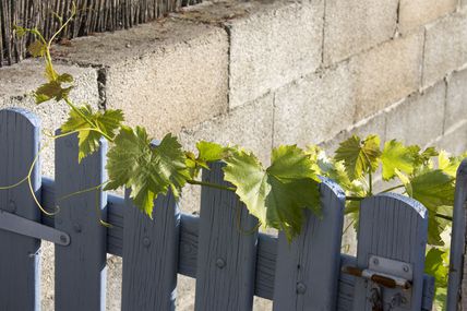 un petit jardin dans le pays des cigales