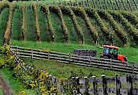 #Rose Merlot Wine Producers Maryland Vineyards