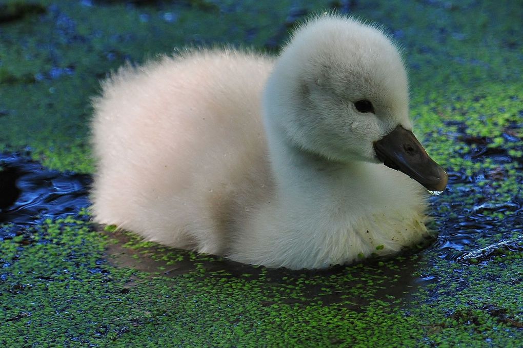 Cygne tuberculé (Cygnus olor).