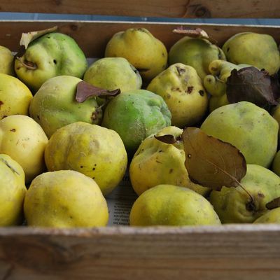 C'est la saison des coings, il parait ....