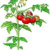 Clafoutis de tomates cerises