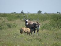 Carnet de traversée du Kalahari (3)