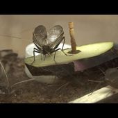 鳴いた！飼育している鈴虫の鳴き声 / bell ringing cricket