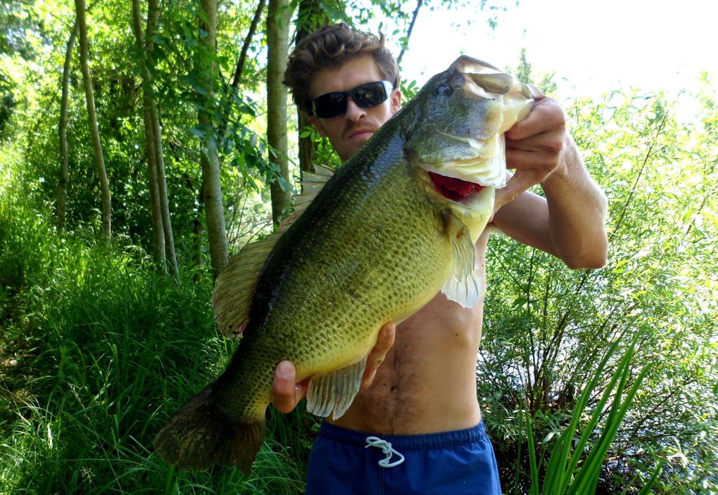 Une séléction de photos de black-bass bourguignons ! Manque hélas quelques gros pépères !