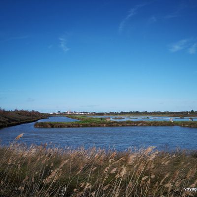 La réserve naturelle des marais de Müllembourg (85)