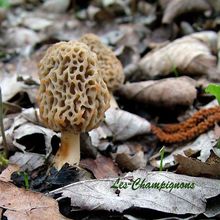 Morchella esculenta, la Morille commune ou Morille comestible.