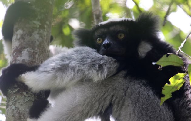Madagascar : Réserve d’ ANALAMAZAOTRA