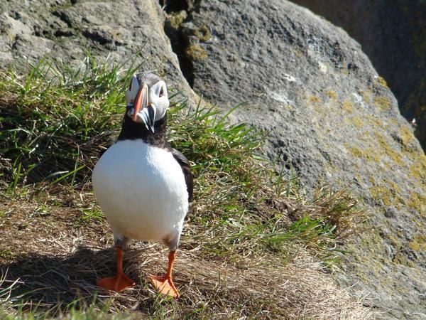 Faune sauvage et domestique et flore d'Islande.