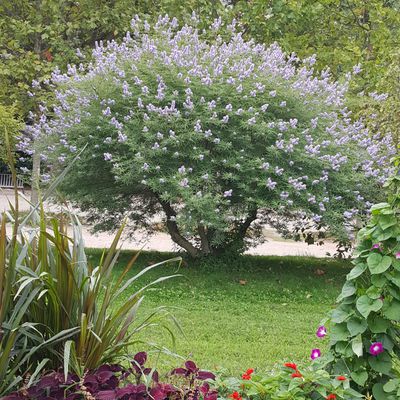 Le Jardin des Plantes - Un jardin au coeur de l'histoire