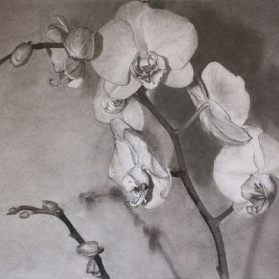 Orchidée,