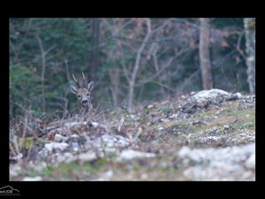 A la recherche de la Gélinotte des Bois...