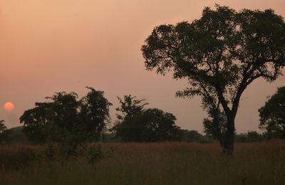 Retour à Bingassi