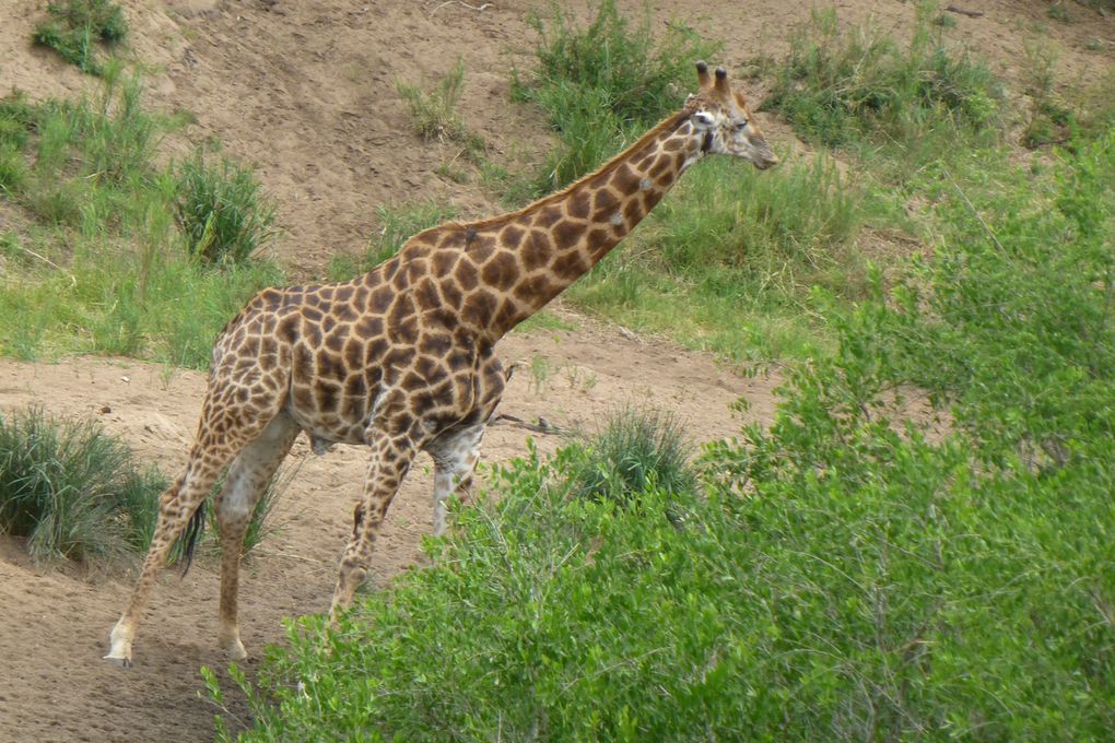 Afrique du sud 2018/8     Vers le parc Kruger