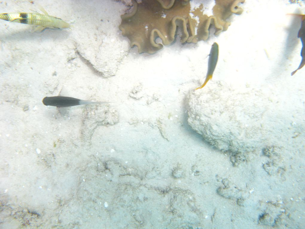 Album - Schnorcheln am Great Barrier Reef