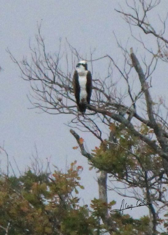 Balbuzard pécheur à Ondres et au marais d'Orx