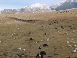 Gansu Sud - Langmusi