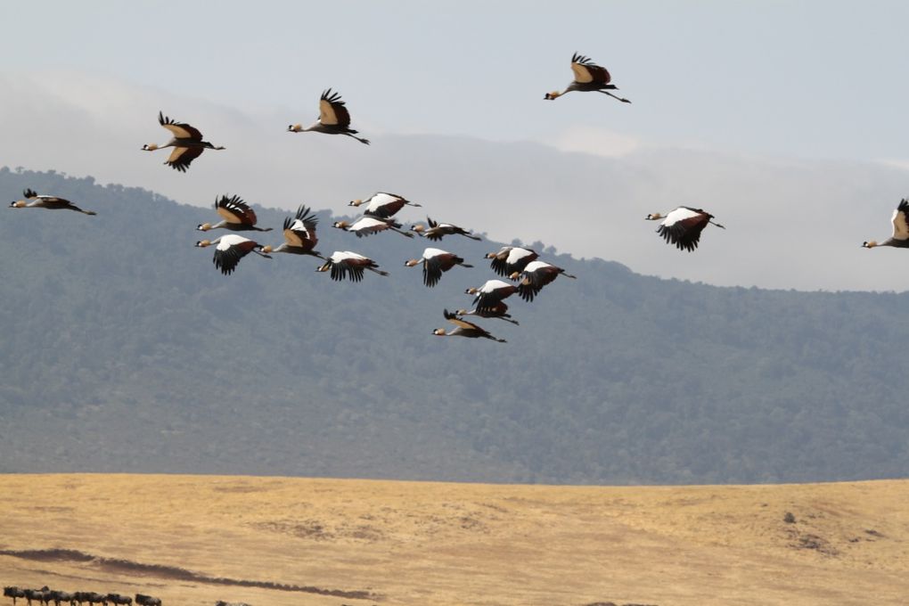 Album - 7.2 Ngorongoro