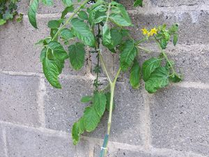 Le pied de tomates aura été seul à survivre au froid et au vent et aux pluies du mois de mai et du début de juin... Sur la chaise, peut-être 2 futurs pieds de poivrons que j'ai sortie de ma cuisine il y a peu. Puisqu'il n'y a plus rien dans les grands bacs, Titou a l'autorisation pour y faire des travaux avec ses camions !