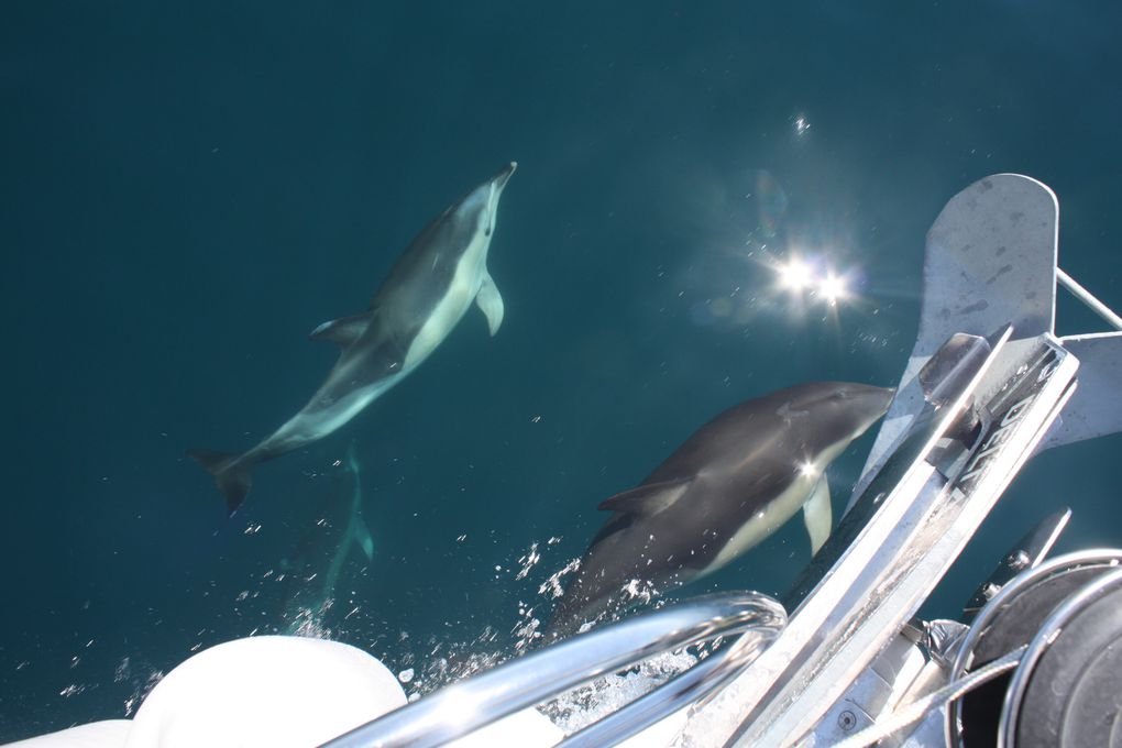 Album - des-dauphins-aux-sables