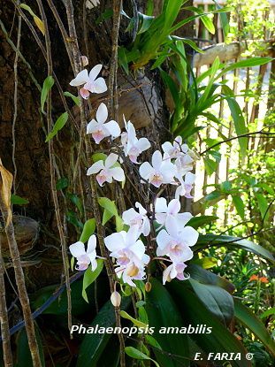 Orchidées, Forêts et autres curiosités du sud de Luzon et du nord de l'île de Mindoro aux Philippines.