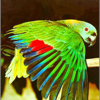 Images oiseaux - perroquet amazone