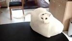 Les chats curieux et le sac en plastique - 3 videos