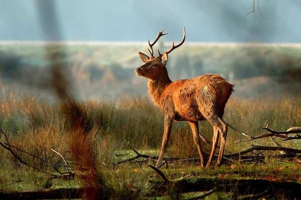 Photos d' animaux&nbsp; prises dans le Parc Naturel de la For&ecirc;t d'Orient