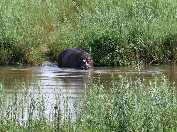 Parc Kruger: de Satara à Lower Sabie