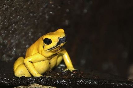 La grenouille Kokoï de Colombie, Phyllobates terribilis venimeuse et dangereuse, en voie de disparition