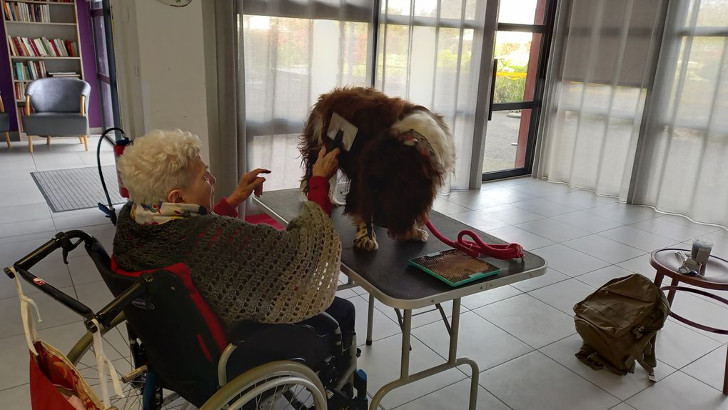 Seance chien visiteur avec Fievel