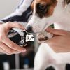 Grooming Your Dog at Home: The Right Method and Tools