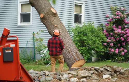 Is Removing A Tree That Hard?