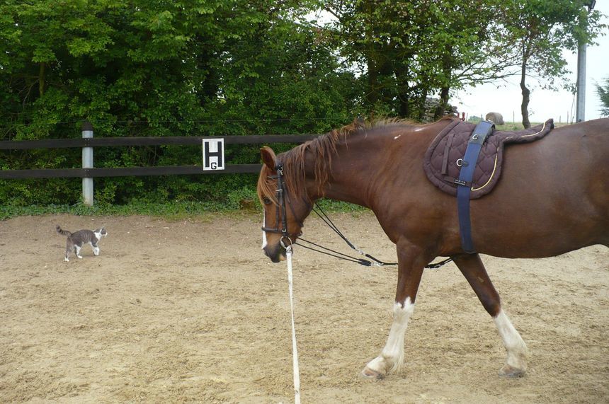 un cheval et des chats en photo, des chevaux qui cohabitent avec d'autres animaux, photo de cheval au pré, à l'écurie, au travail... Un cheval alezan pie aux quatre balzanes, une petite chatte grise, une tigrée, des chiens...