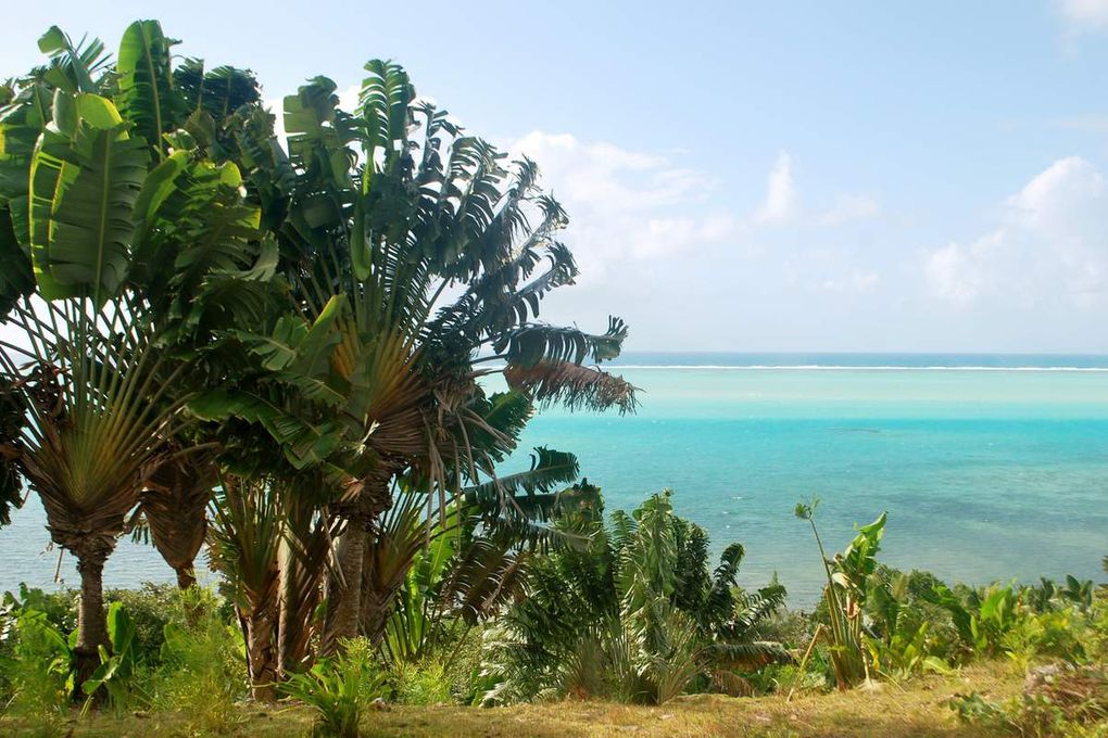 En tuk tuk comme en Inde; les toilettes de l'école maternelle; Il médite mon chéri; des piscines naturelles, un lieu sacré pour les Malgaches; c'est le festival des baleines à Ste-Marie. des dizaines viennent pour se reproduire ou mettre leurs baleineaux à l'abri; des orchidées poussent partout, parasitant les arbres