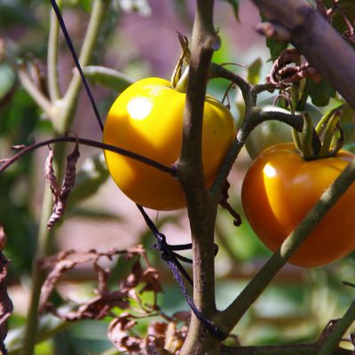 Mon potager, ma plénitude