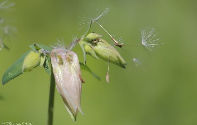 Plumets et ancolies