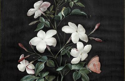 ياسمين الجسد/Le jasmin du corps