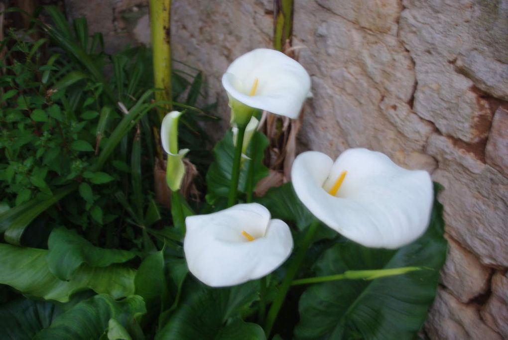 Sous la gloriette, petit jardin