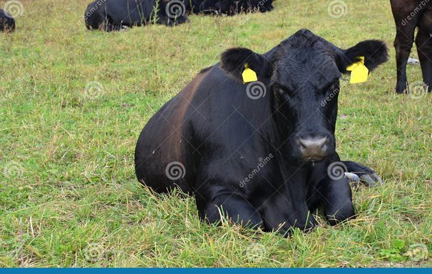 Vache angus noire