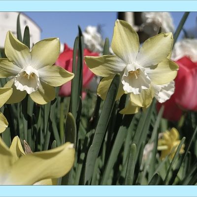 narcisses, tulipes et jonquilles ce matin,