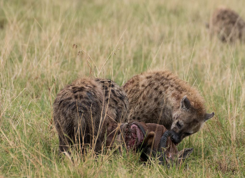 MASAÏ MARA, Lacs BARINGO &amp; BOGORIA - KENYA - OCTOBRE 2017