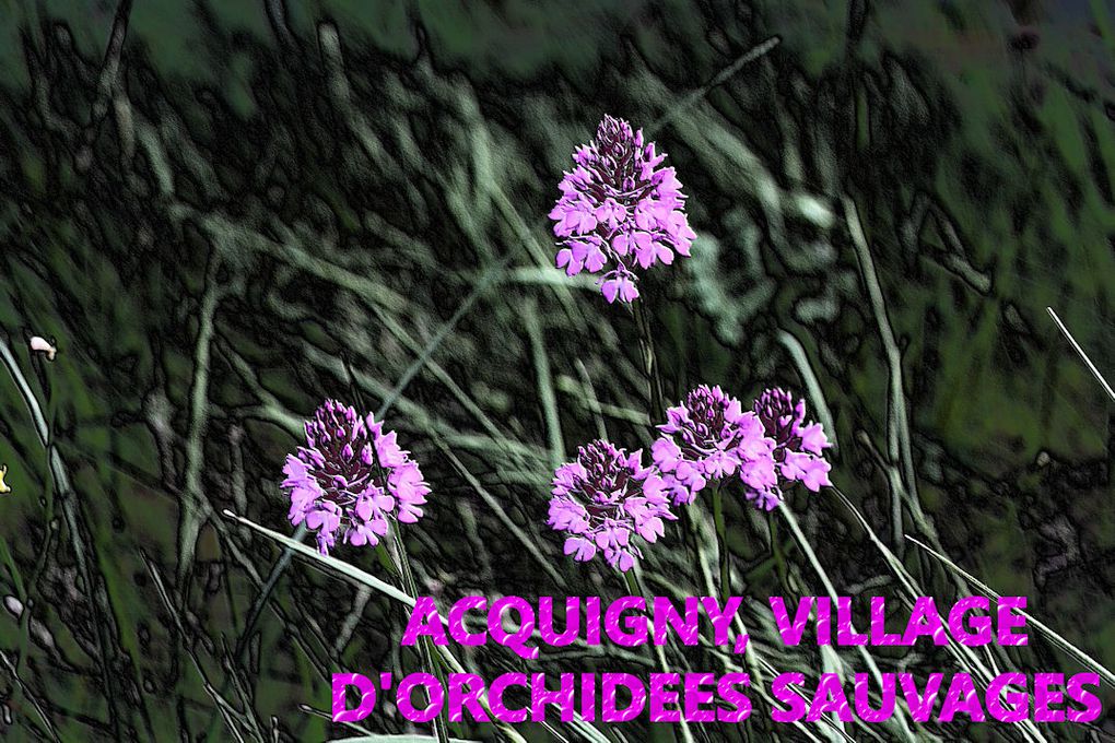Album - Orchidees-sauvages