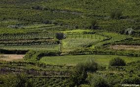 The Vinhos Verdes and vine 