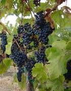 #Petit Verdot Producers Southern California Vineyards 