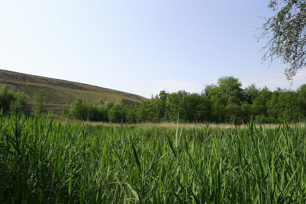 Espaces Naturels Sensibles du Pas-de-Calais, propriétés du Conseil Général ou du Conservatoire du Littoral et gérés par Eden 62.